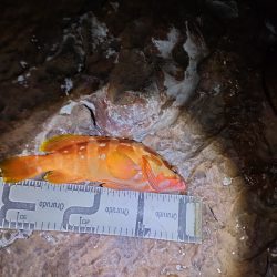 11/17釣果　アカハタ！