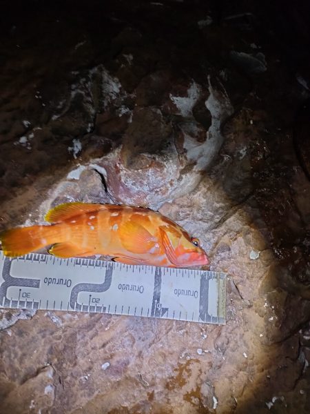 11/17釣果　アカハタ！