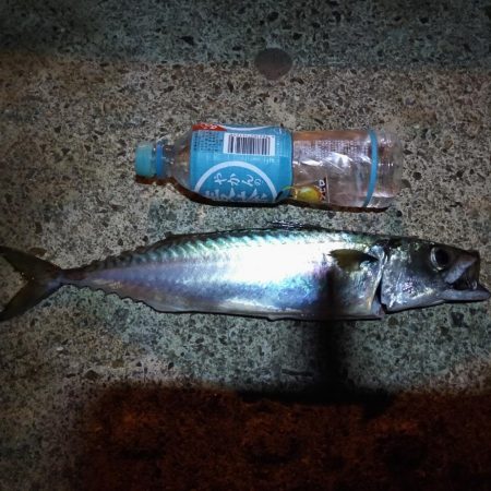 夜釣りでウキ釣り