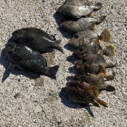 久しぶりのエサ釣り