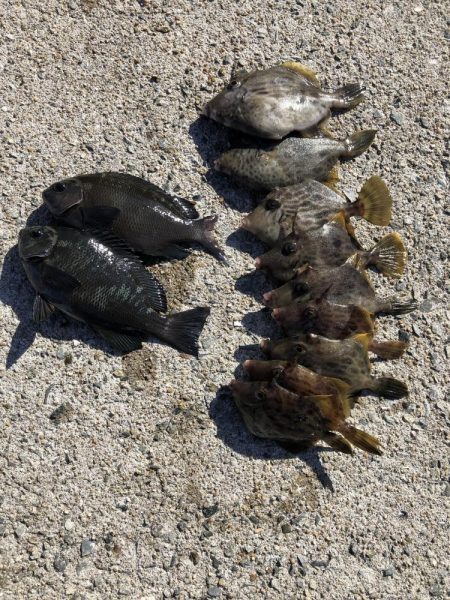 久しぶりのエサ釣り