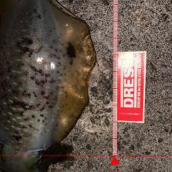 ナイトエギング