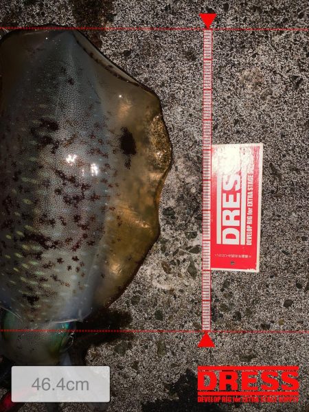 ナイトエギング