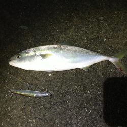 もう少しでブリ