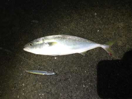 もう少しでブリ