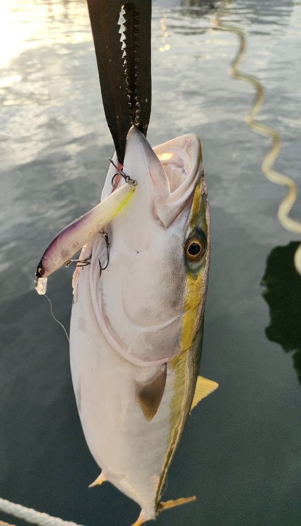 仕事終わり朝マズメでキター！