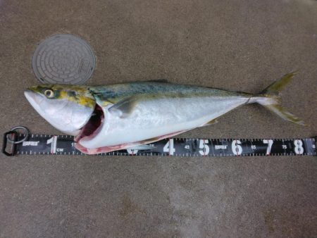 先週メジロ今週ブリ