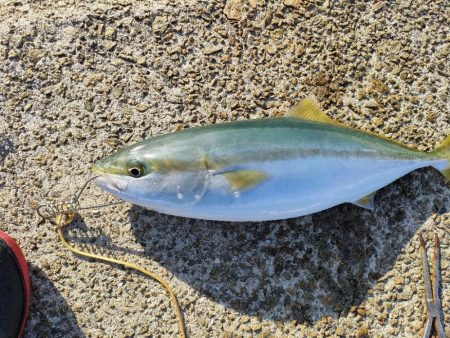 ノマセ釣りでハマチ