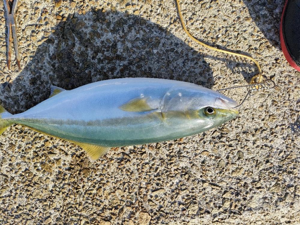 ノマセ釣りでハマチ