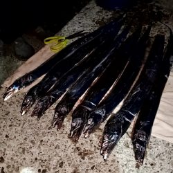 タチウオ始まった？