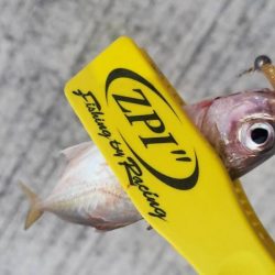 アジ探し@佐野漁港