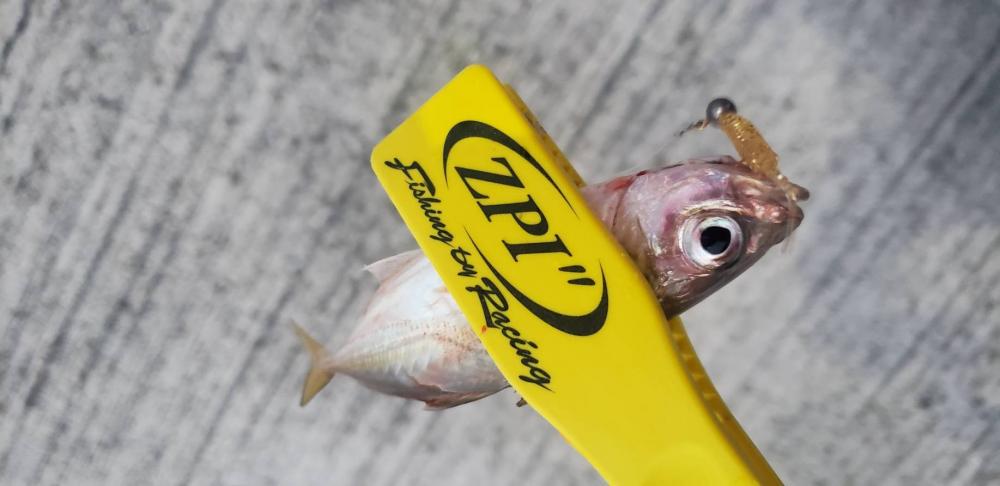 アジ探し@佐野漁港