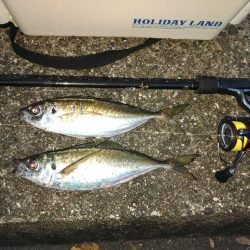 (尺アジ)フロートゲーム～