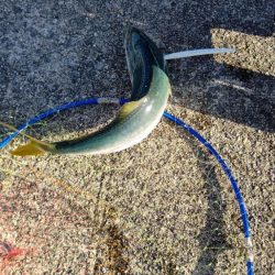 淡路島でのハマチ採捕