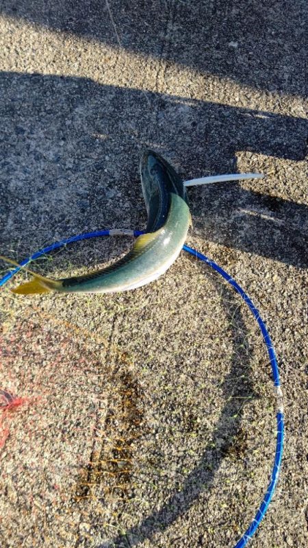 淡路島でのハマチ採捕