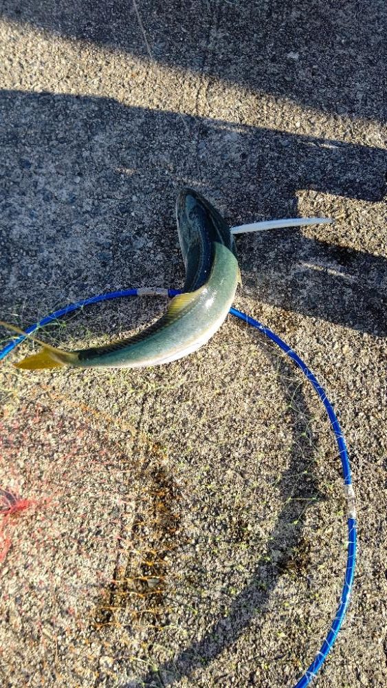 淡路島でのハマチ採捕