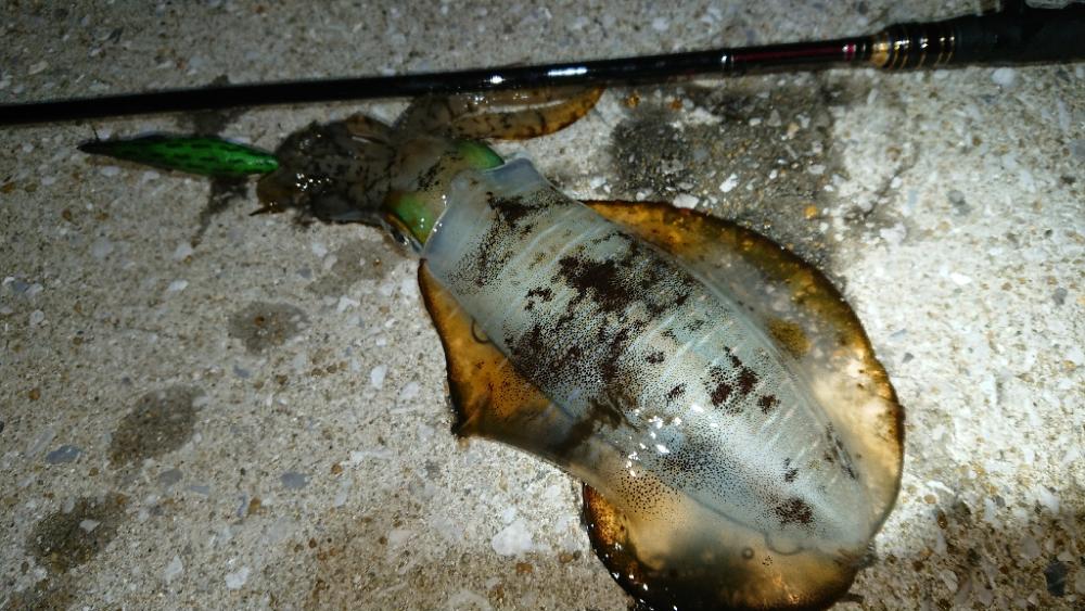 対馬エギング釣果