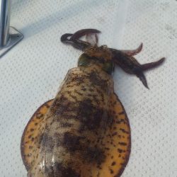 ラストボートエギング