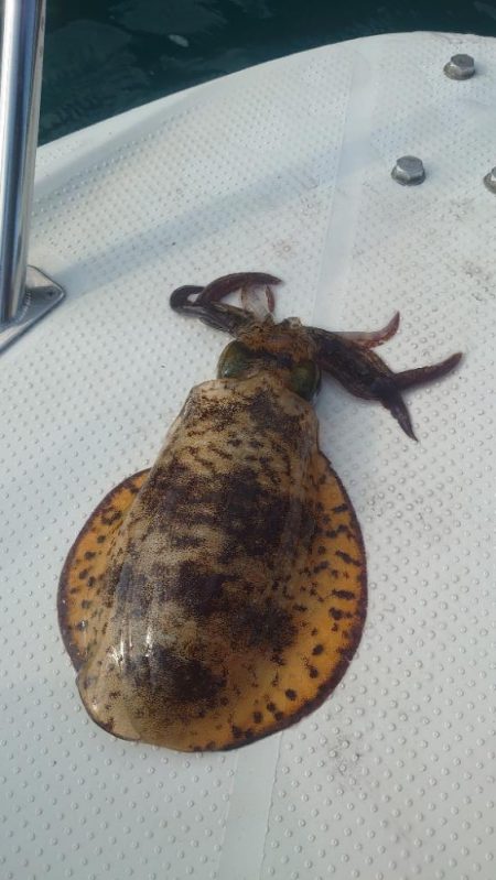 ラストボートエギング