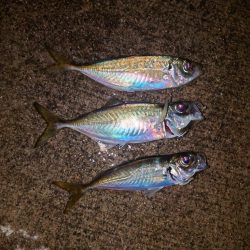 ションボリアジング