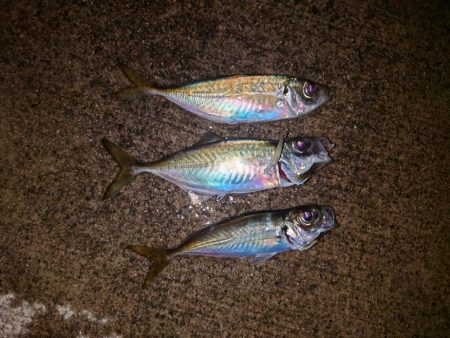 ションボリアジング