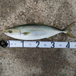 ノマセ釣りでまたハマチ