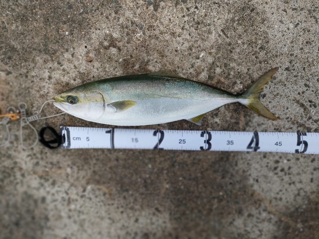 ノマセ釣りでまたハマチ