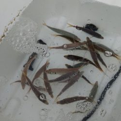 アジュール舞子　小アジいます！