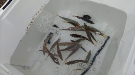 アジュール舞子　小アジいます！