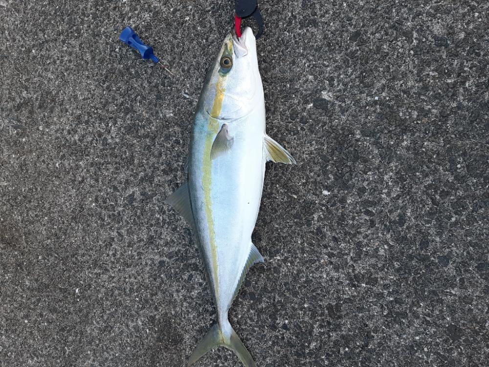 青物探して