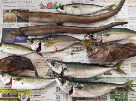 夜釣り、アナゴ調査