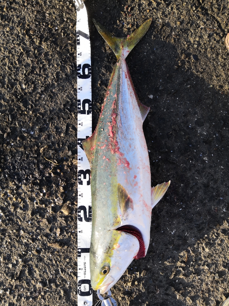 ショアジギングでメジ2