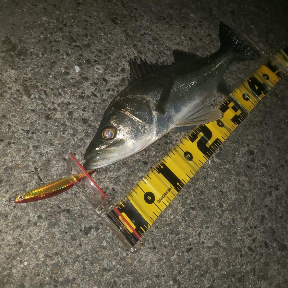 朝からナイス～スズキさん！