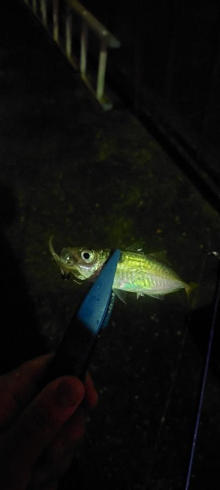 昨日のリベンジ！！！