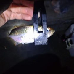 アジング南港にて