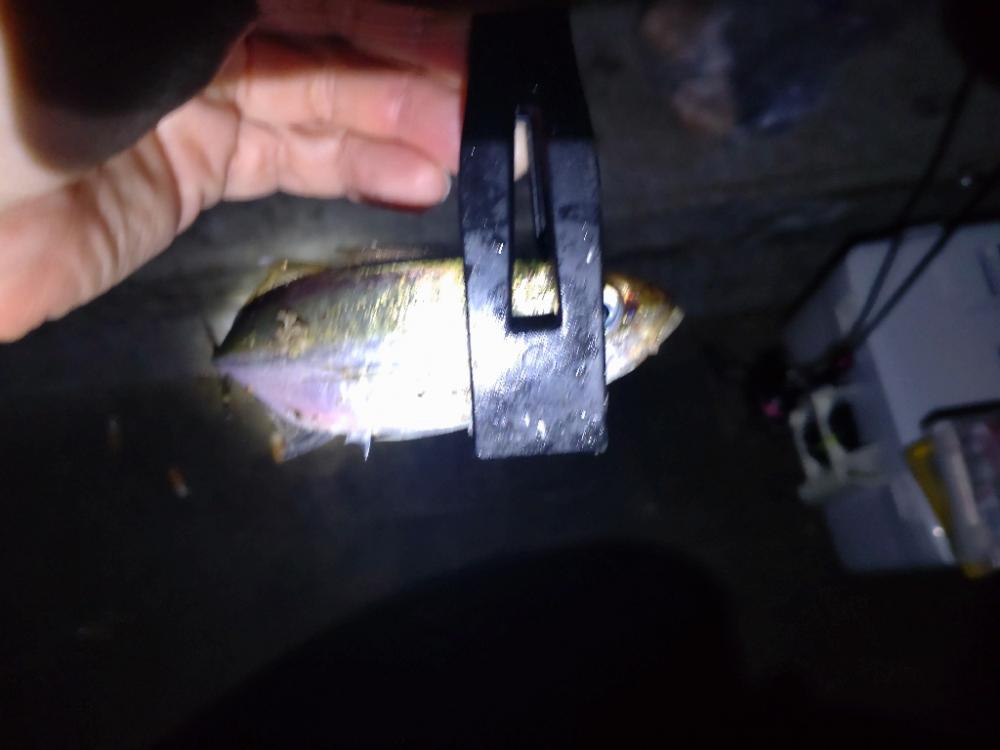 アジング南港にて