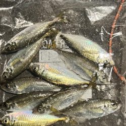 4日連続のアジング!!