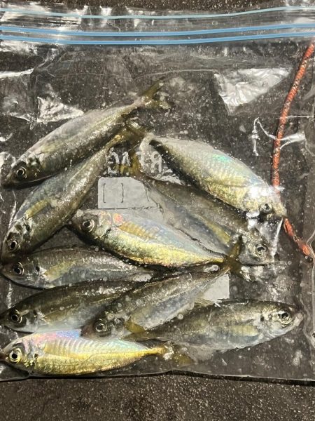 4日連続のアジング！！