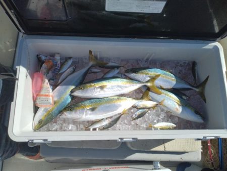 サワキャス（釣行…三回目）