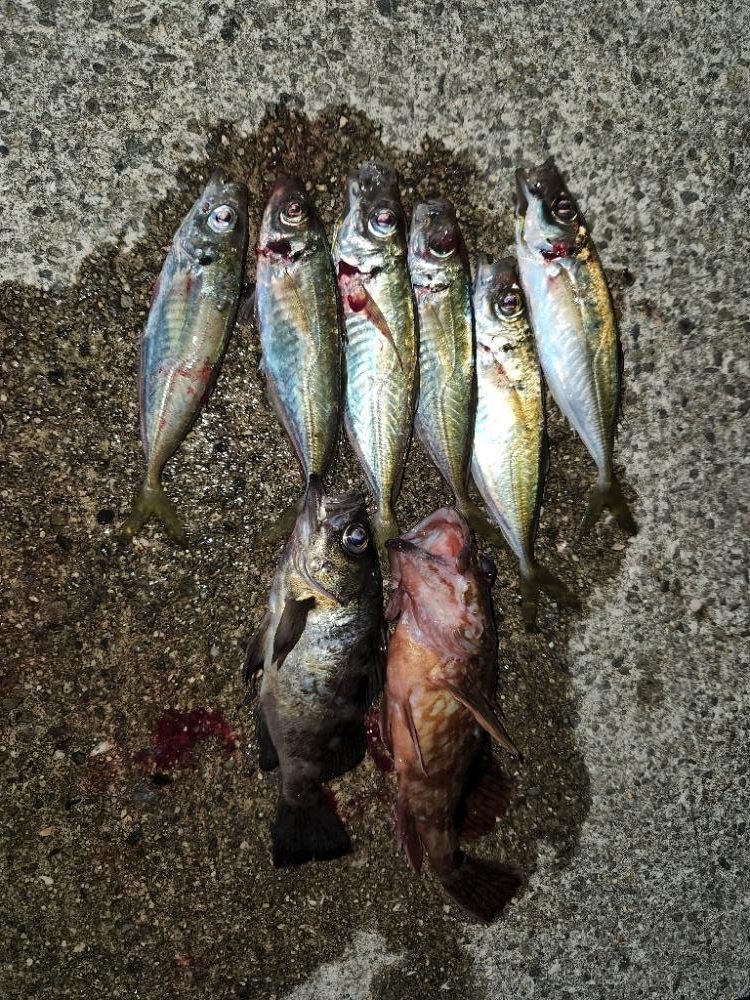 ちょー久しぶりのフロートアジング