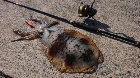 対馬エギング釣果