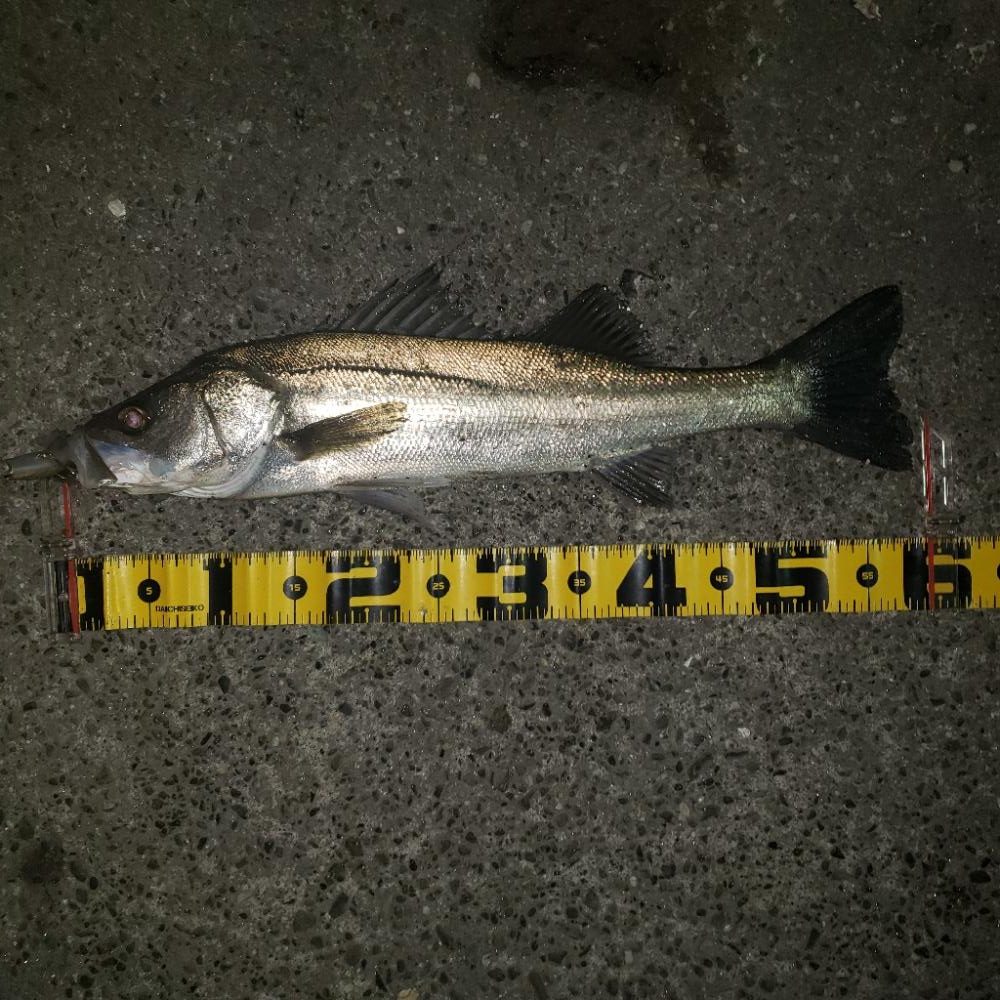 バックリ食い付いたね!