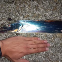 ワインドで太刀魚！