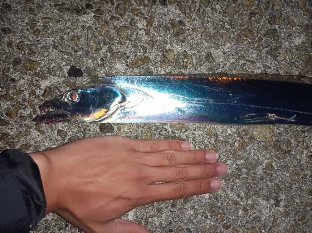 ワインドで太刀魚！