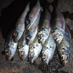 今夜はサバ多め