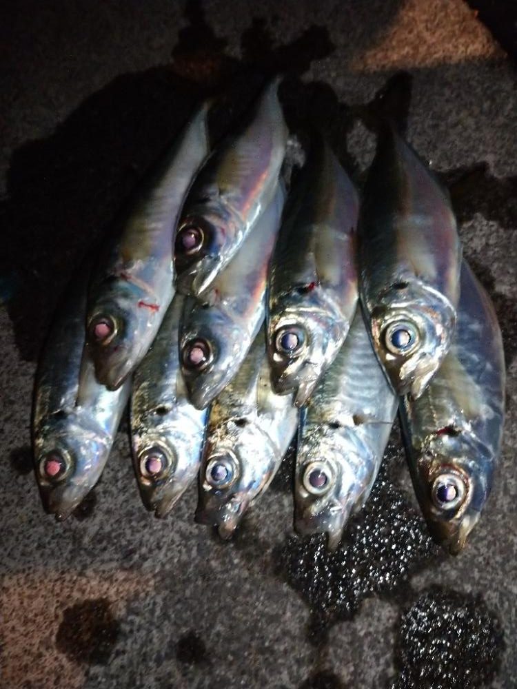 今夜はサバ多め