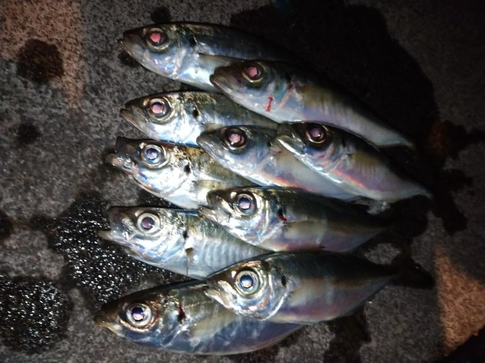 今夜はサバ多め