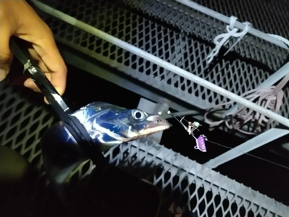 タチウオ狙いで☆