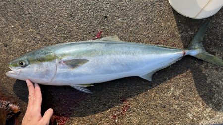 惜しくもブリに届かず…