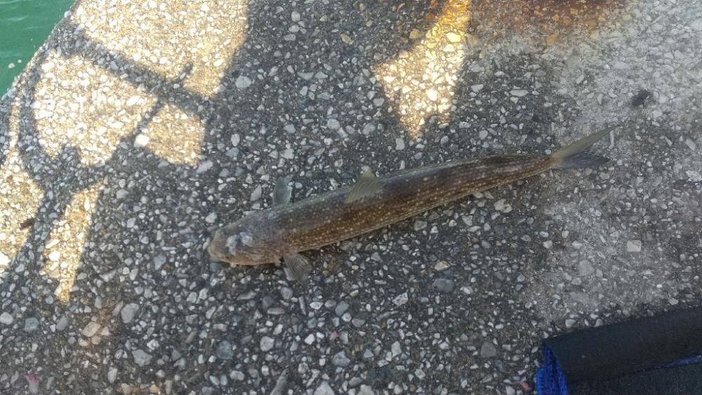 釣れなくても 楽しい